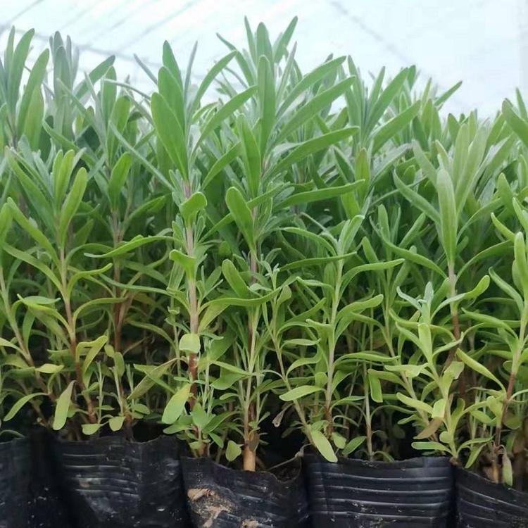 薰衣草 薰衣草批发 薰衣草价格 薰衣草种植基地