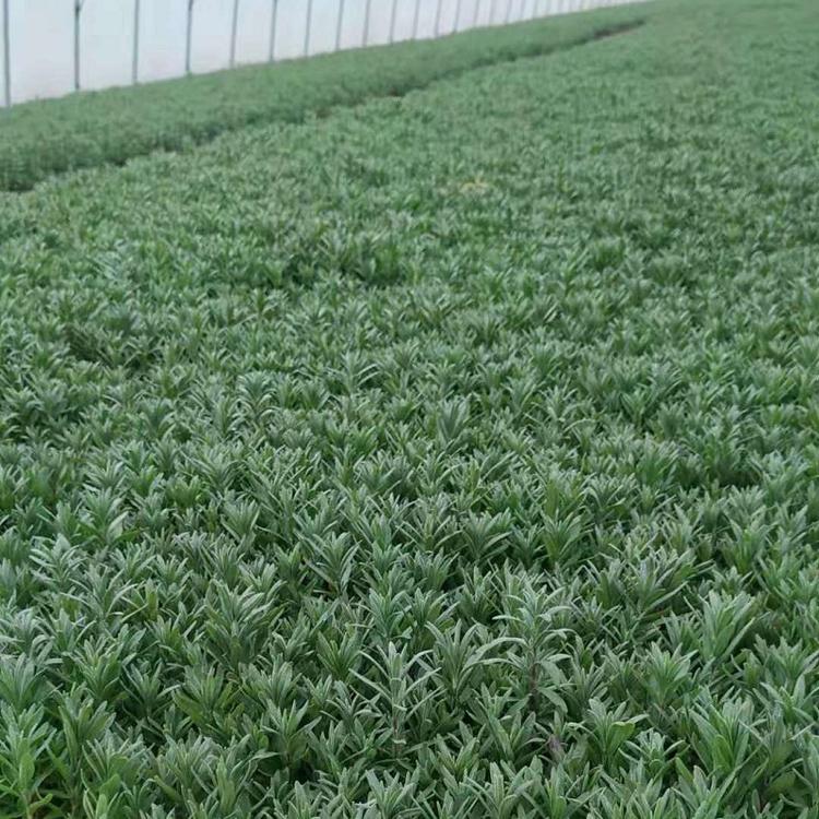 薰衣草 薰衣草价格 薰衣草批发 薰衣草基地直销