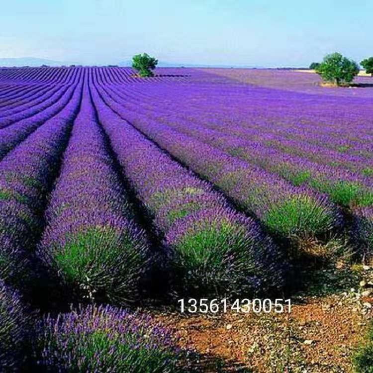 供应薰衣草 薰衣草基地 薰衣草批发价格