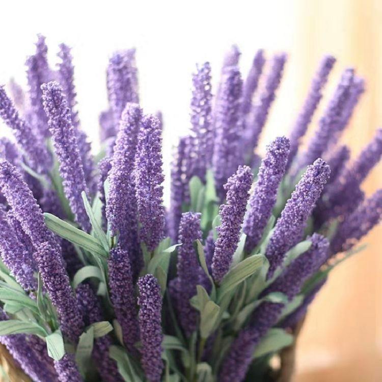 批发薰衣草 适应性强 净化空气用薰衣草 顺和花卉薰衣草基地