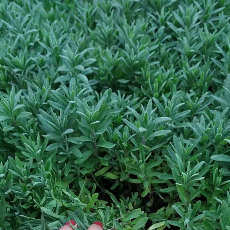 薰衣草批发商 薰衣草供应商 薰衣草基地 顺和花卉