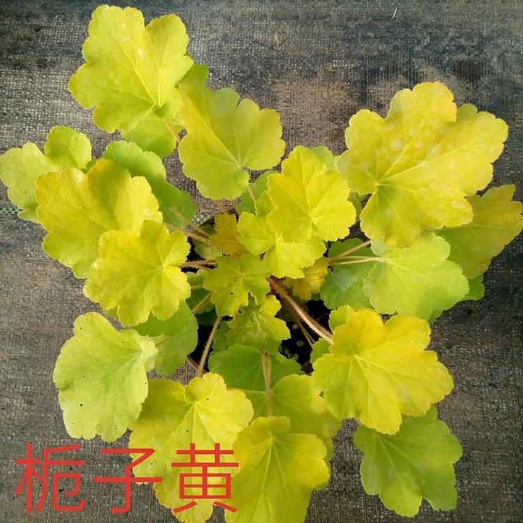 珊瑚玲批发 虎耳草价格 供应肾形草 矾根基地直销