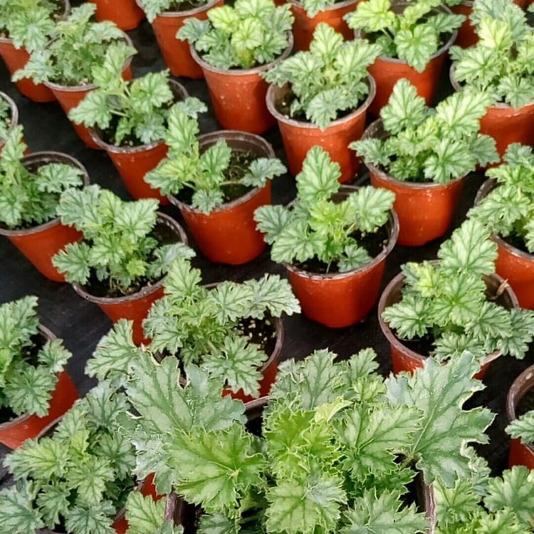 矾根 矾根批发 顺和花卉矾根种植基地