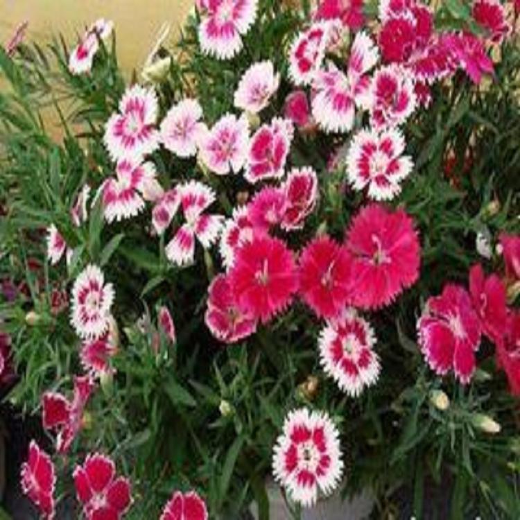 双色盆彩虹石竹小苗苗圃直供双色盆彩虹石竹基地