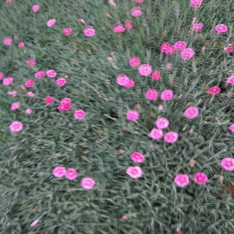 双色盆彩虹石竹小苗浙江双色盆彩虹石竹基地