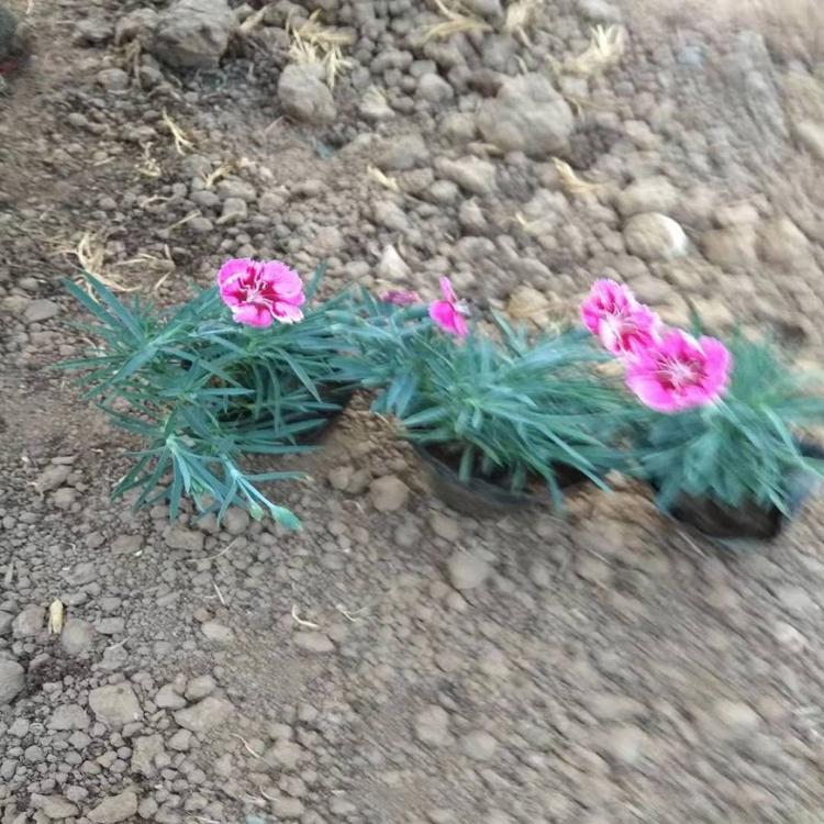 双色盆彩虹石竹种植基地山东双色盆彩虹石竹批发