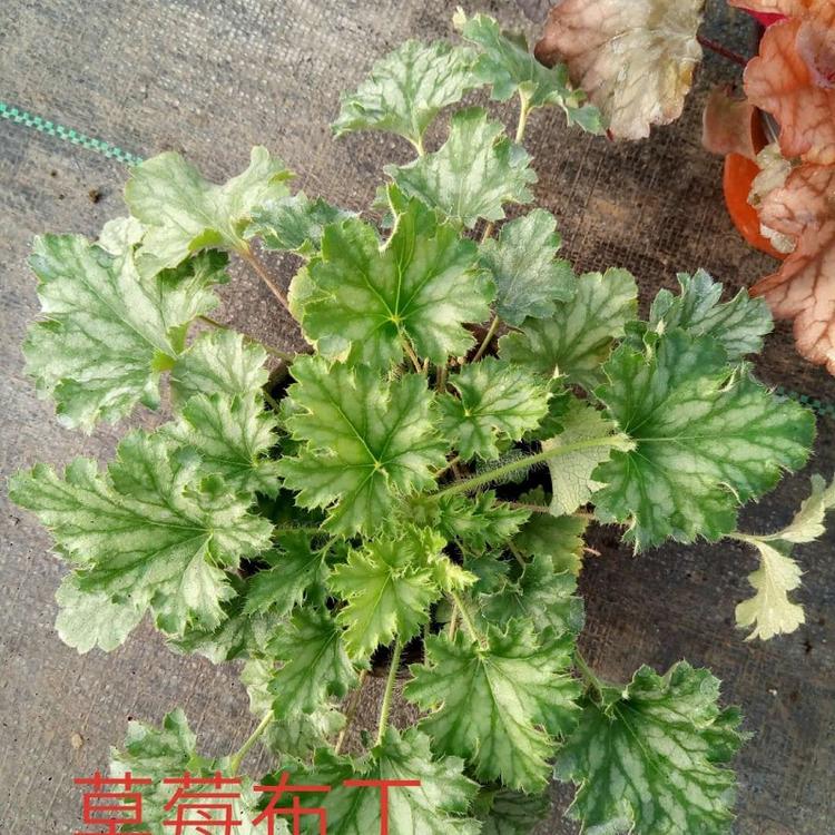 基地批发植物盆栽矾根 园林工程庭院耐寒地被绿化绿植矾根