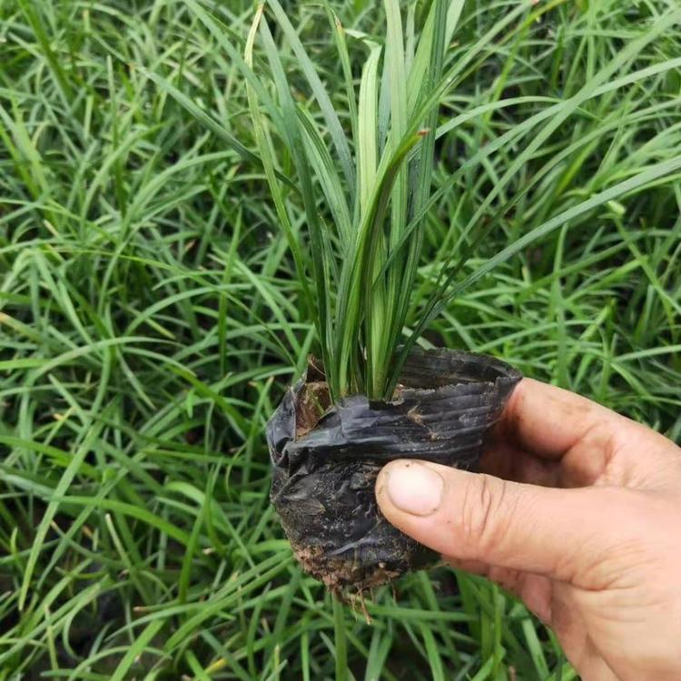 地被极耐寒植物麦冬   麦冬直销