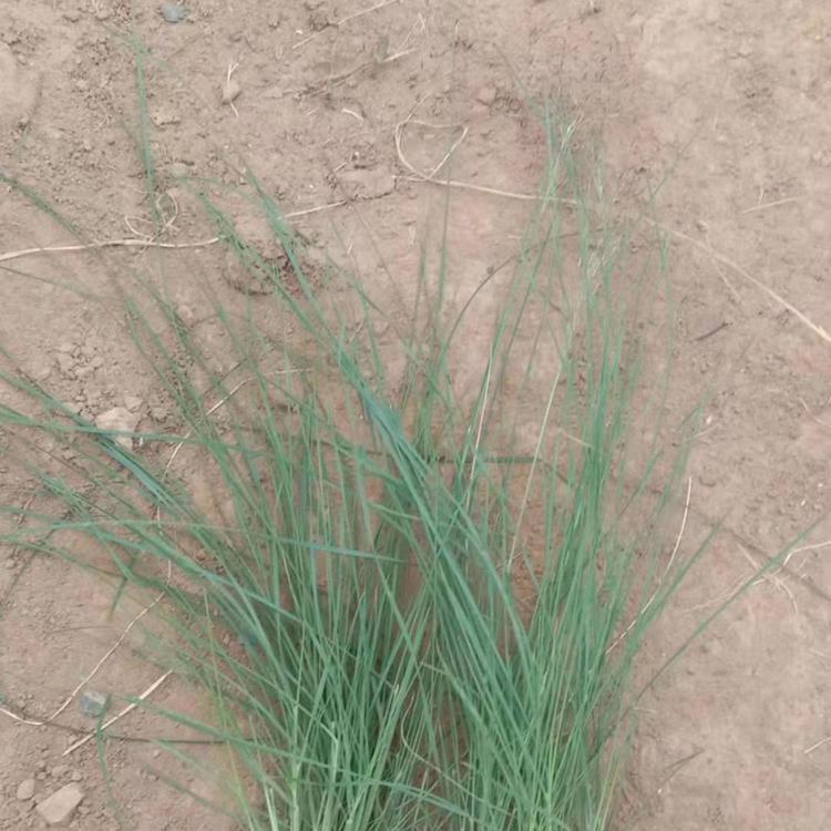 青州大量供应粉黛乱子草    粉黛乱子草小苗