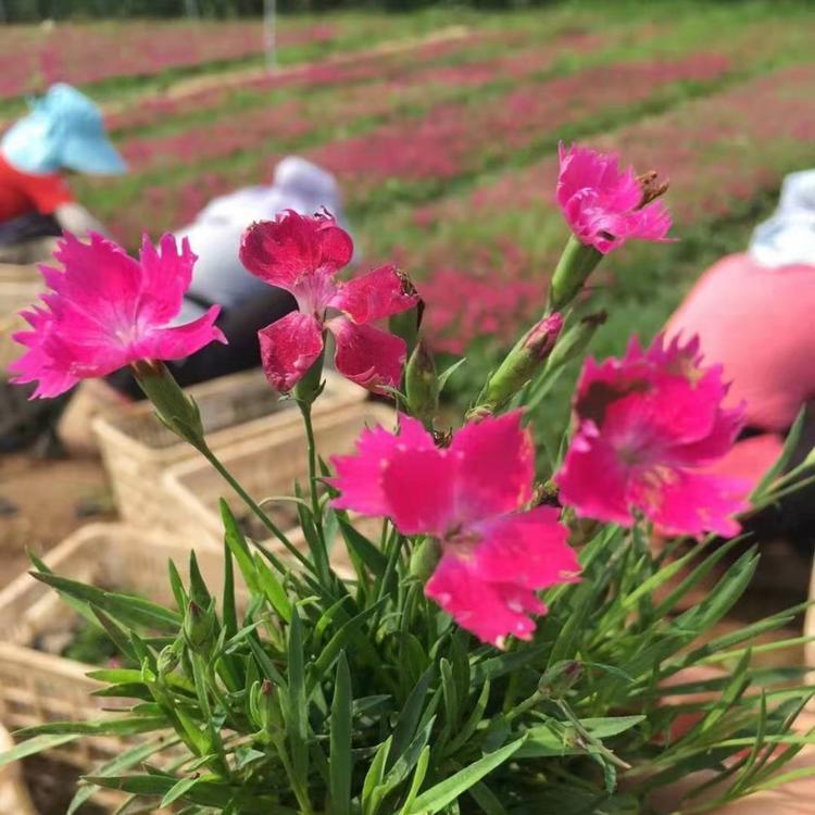 欧石竹价格  欧石竹  春林花卉