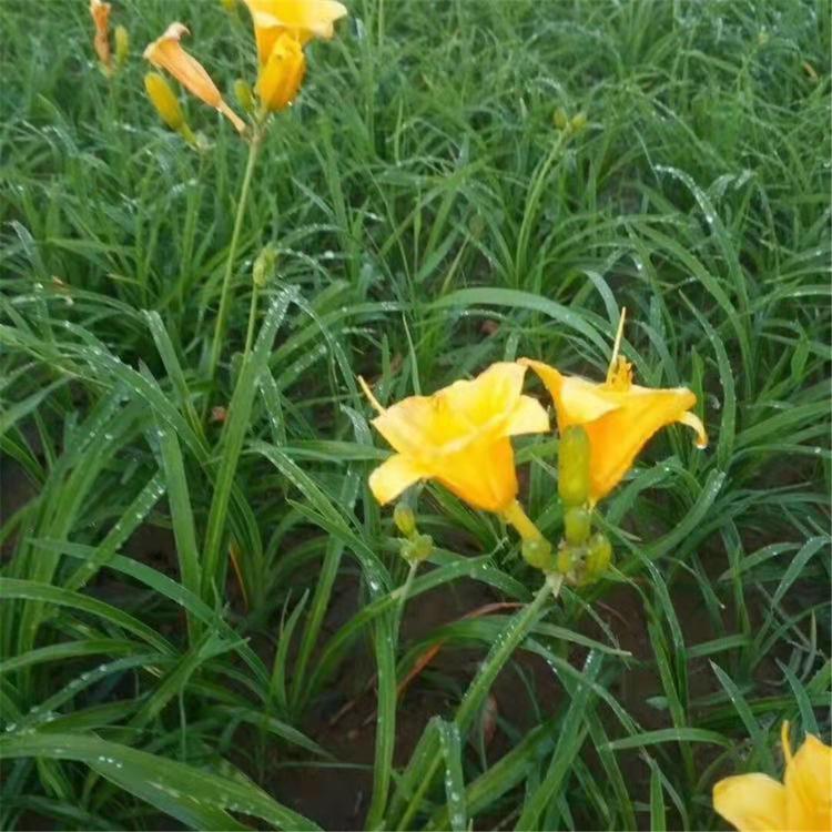 大量供应大花萱草  培育基地  种植基地  鑫杰