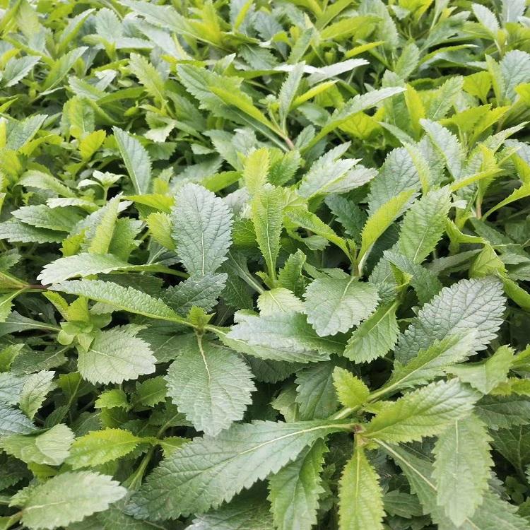 马鞭草  马鞭草价格