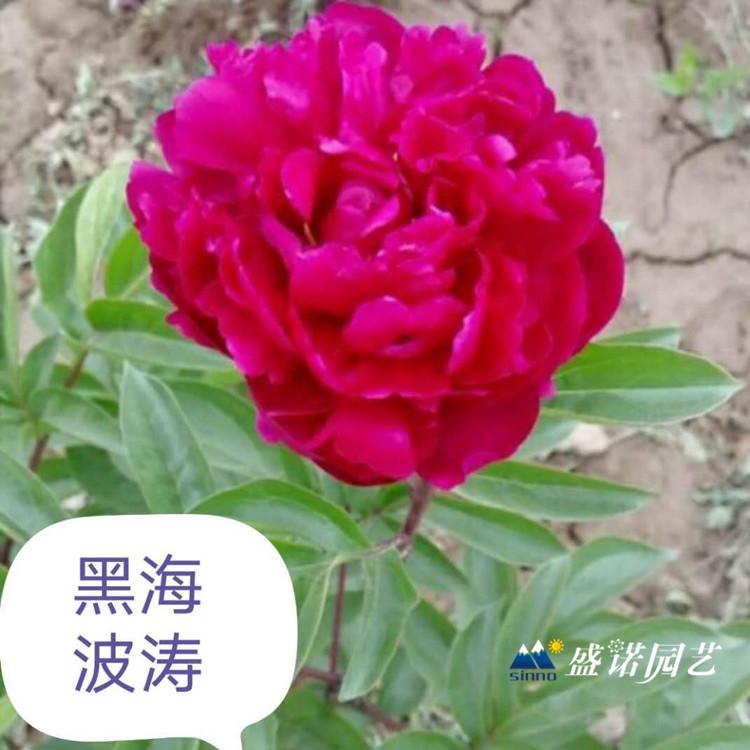 山东菏泽盆栽 上盆 品种牡丹 品种芍药 宿根地被 草花花卉 苗木系列 批发报价 花卉基地