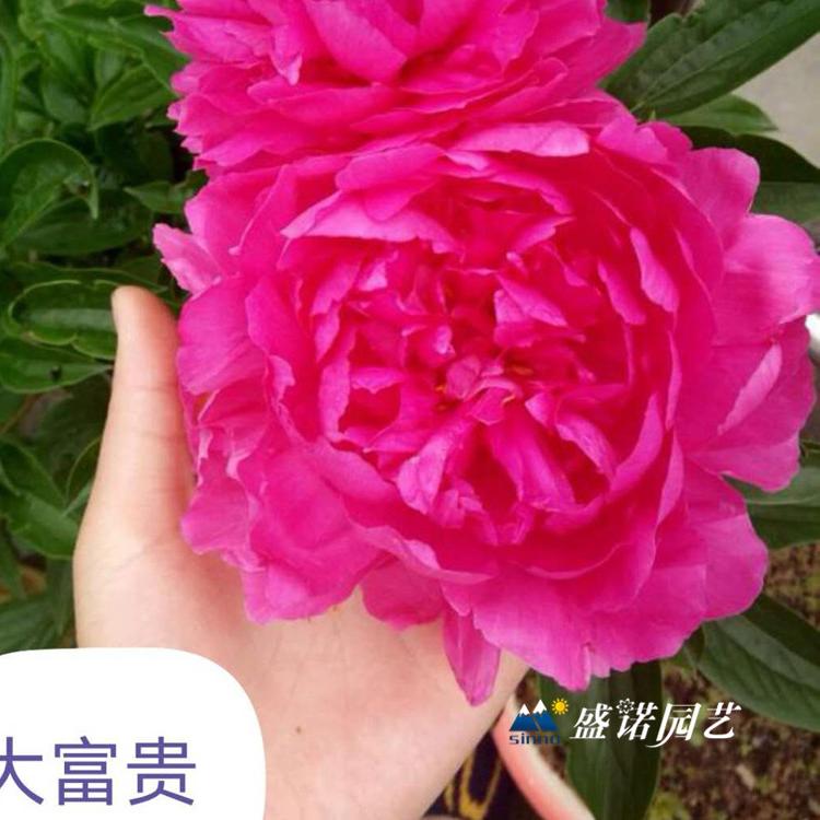 山东菏泽盆栽 上盆 品种牡丹 品种芍药 绿化园林工程 品种齐全 特价销售