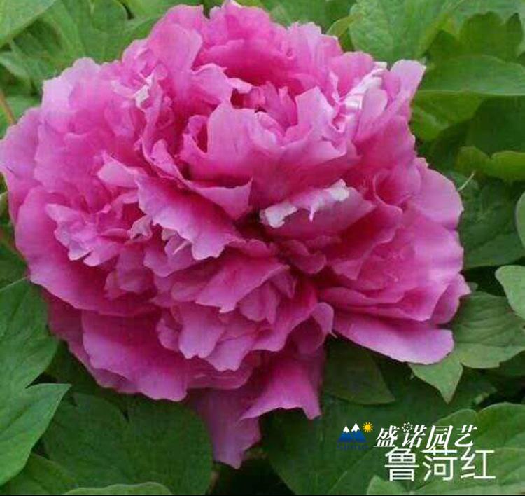 河南洛阳盆栽 上盆 观赏牡丹 品种芍药 宿根地被 草花花卉 苗木系列 批发报价 花卉基地