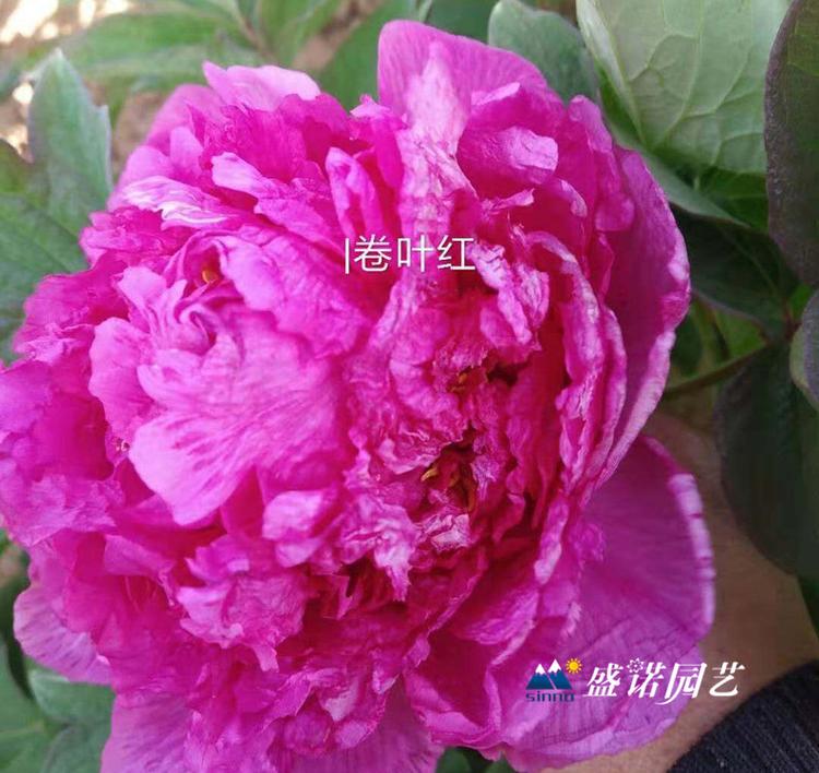 山东菏泽盆栽 上盆 品种牡丹 品种芍药 宿根地被 草花花卉 苗木系列 品种齐全 特价销售