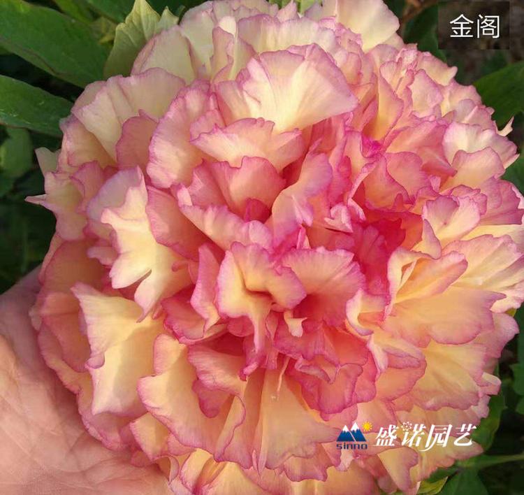 河南洛阳盆栽 上盆 品种牡丹 品种芍药 时令草花 宿根花卉 基地处理 价格优惠