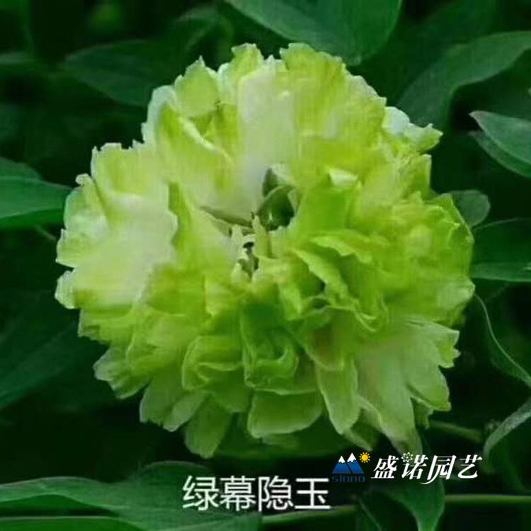 河南洛阳盆栽 上盆 品种牡丹 种苗芍药 种苗小苗 绿化园林工程 品种齐全 特价销售