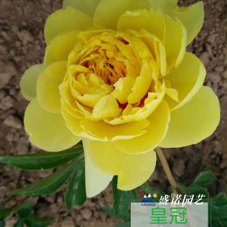 山东菏泽盆栽 上盆 品种牡丹 种苗芍药 种苗小苗 盆栽 精品 品种齐全 特价销售