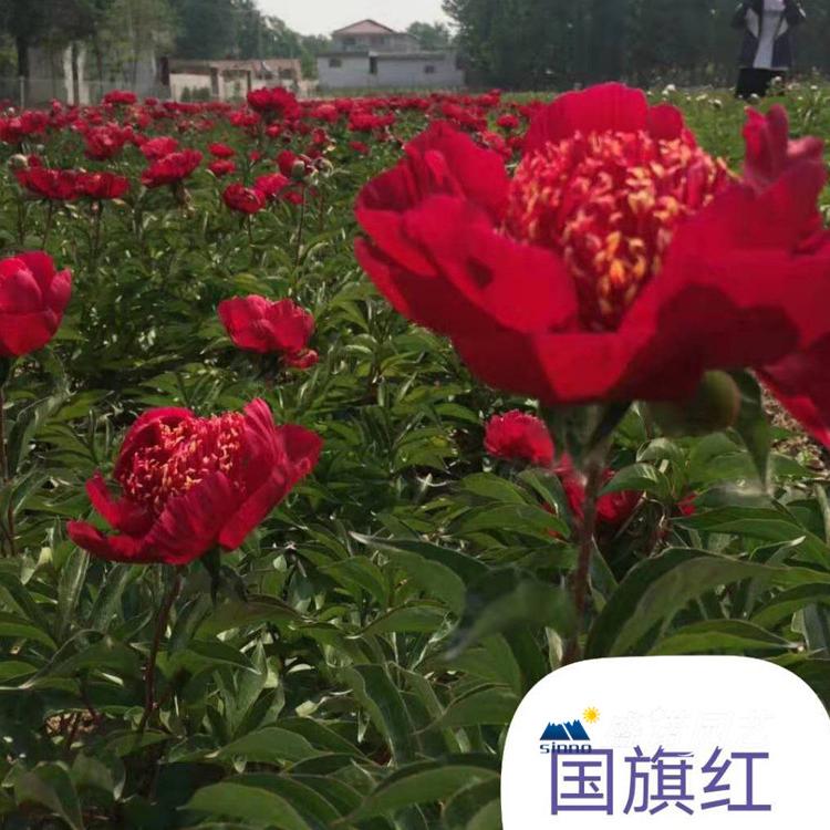 河南洛阳盆栽 上盆 品种牡丹 品种芍药 绿化园林工程 品种齐全 特价销售