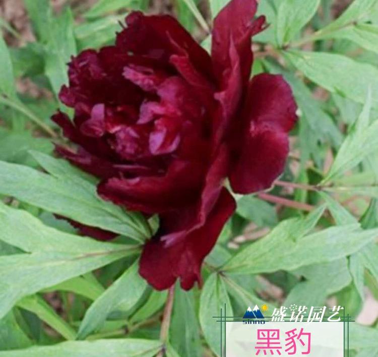 河南洛阳盆栽 上盆 品种牡丹 种苗芍药 种苗小苗 宿根地被 草花花卉 苗木系列 品种齐全 特价销售
