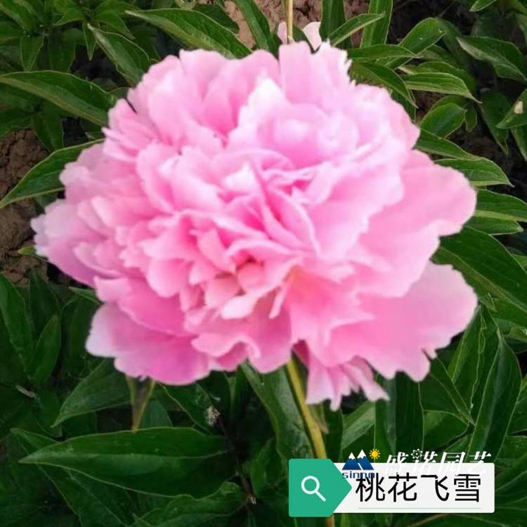 河南洛阳盆栽 上盆 品种牡丹 品种芍药 绿化园林工程 批发报价 花卉基地