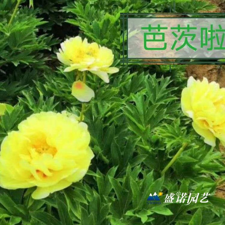 河南洛阳盆栽 上盆 观赏牡丹 品种芍药 盆栽 精品 基地处理 价格优惠