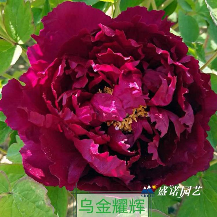 山东菏泽盆栽 上盆 品种牡丹 种苗芍药 种苗小苗 宿根地被 草花花卉 苗木系列 批发报价 花卉基地