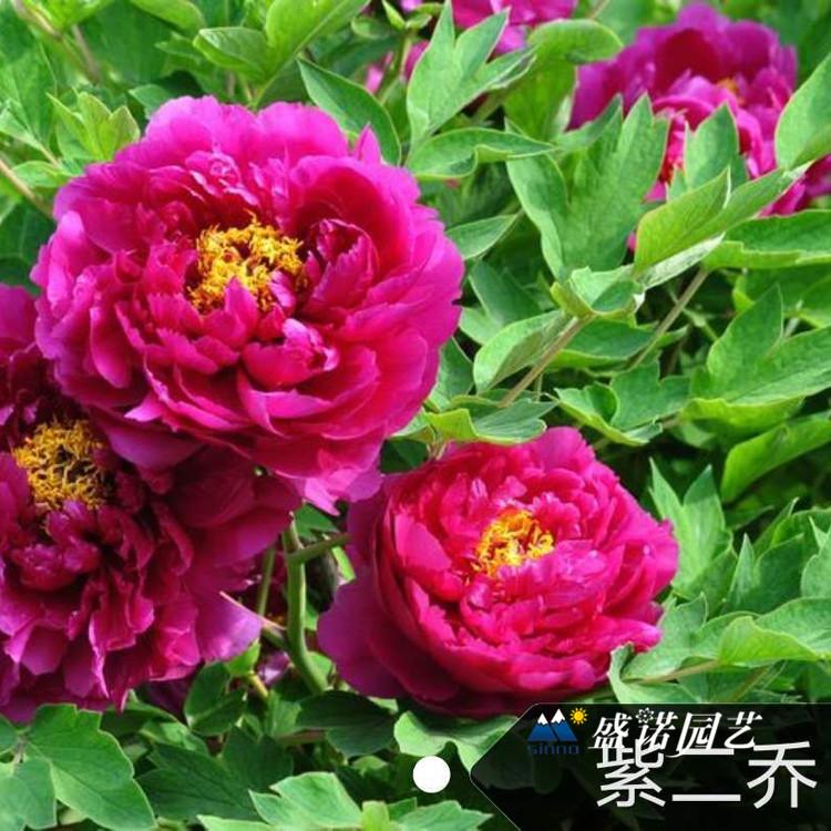 山东菏泽盆栽 上盆 观赏牡丹 品种芍药 绿化园林工程 品种齐全 特价销售