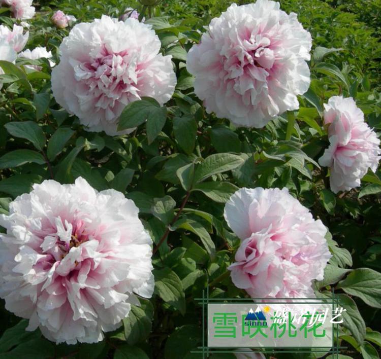 山东青州盆栽 上盆 品种牡丹 种苗芍药 种苗小苗 花卉苗木 基地供应 批发报价 花卉基地