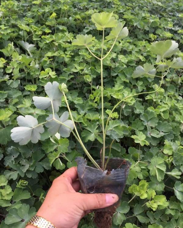 耧斗菜 山东青州供应草花耧斗菜 公园绿化工程
