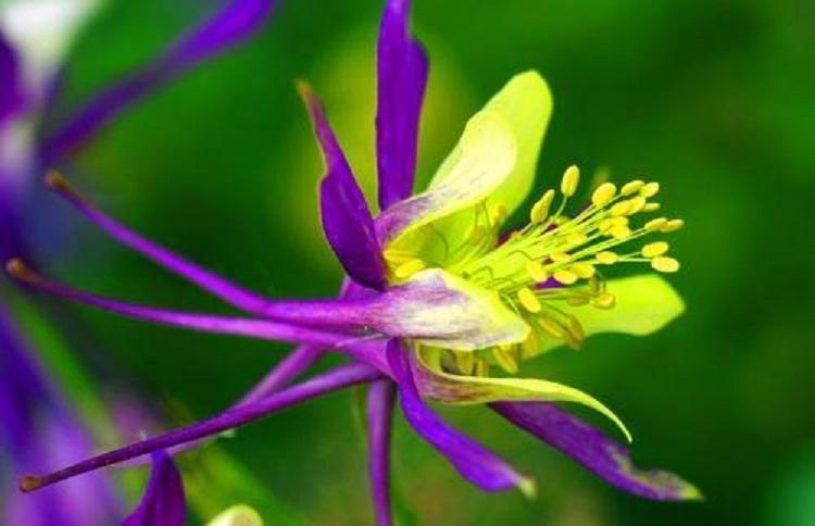 耧斗菜 宿根花卉耧斗菜小苗 耧斗菜报价 耧斗菜基地直销