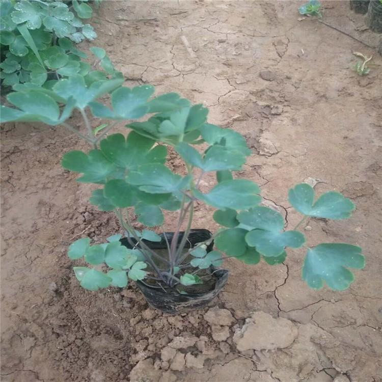 批发大花耧斗菜种子 大花耧斗菜种子价格