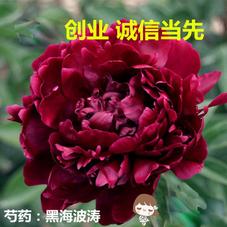 盆栽 上盆 黑波金涛 品种牡丹 黑波金涛 批发报价 花卉基地