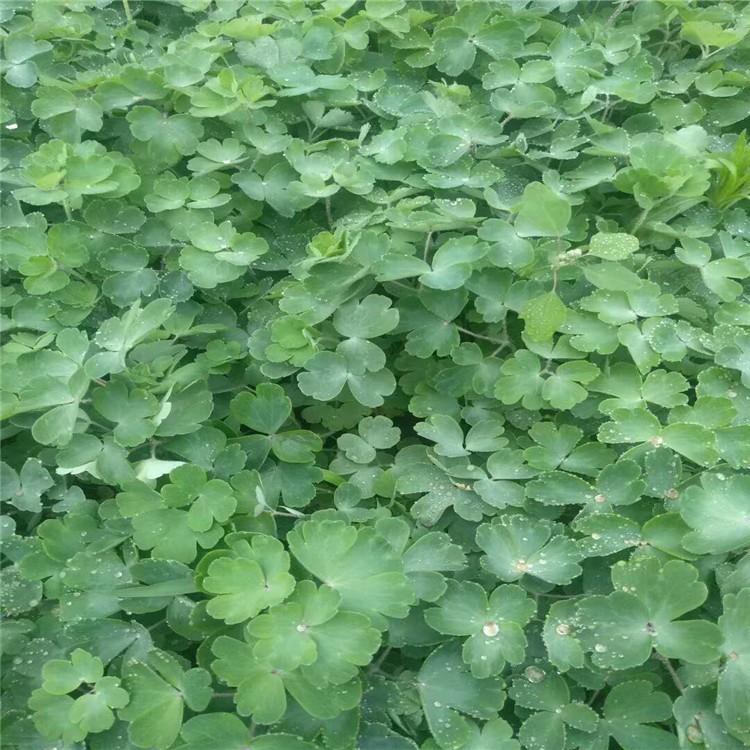 耧斗菜花苗 基地直发 四季开花不断