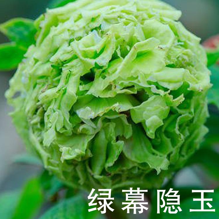 盆栽 上盆 绿幕隐玉 品种牡丹  观赏 批发基地
