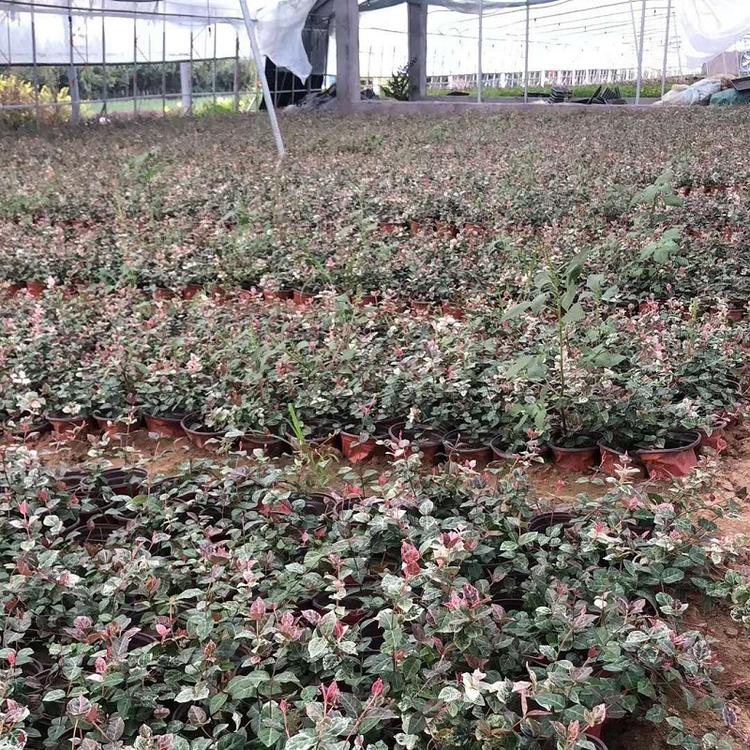 花叶络石 花叶络石批发 花叶络石价格 供应花叶络石