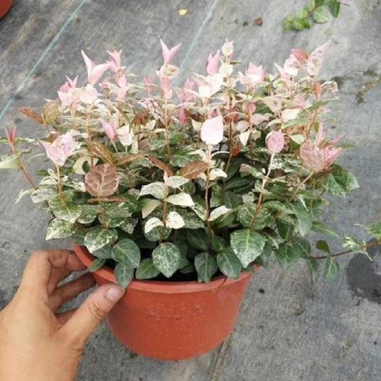 花叶络石
