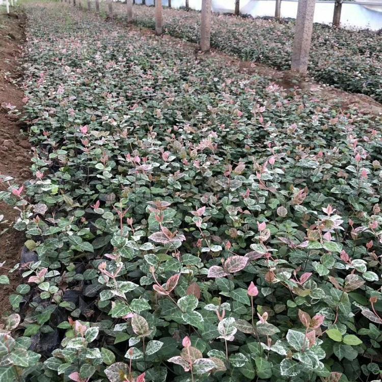 花叶络石 山东花叶络石 花叶络石盆栽 绿化花叶络石