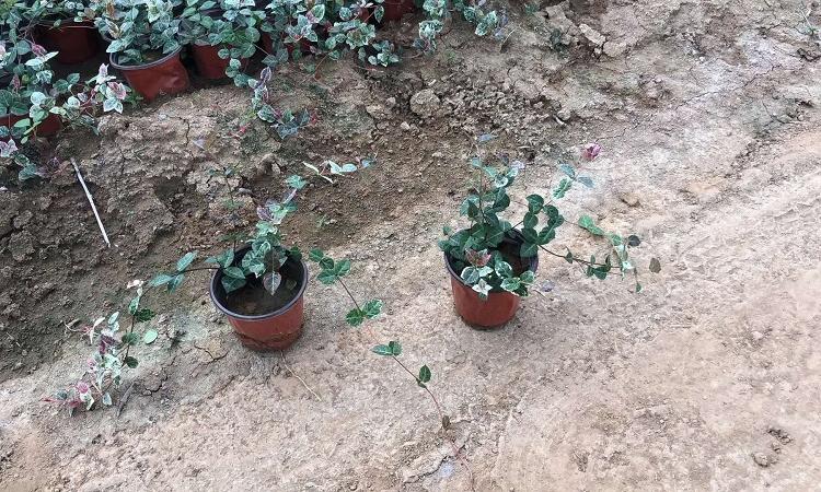 花叶络石 青州花卉苗木基地直销 花叶络石批发 大量供应花叶络石