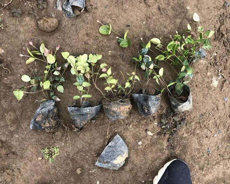 大量批发藤蔓植物花叶络石 斑叶络石 花叶络石价格 花叶络石批发