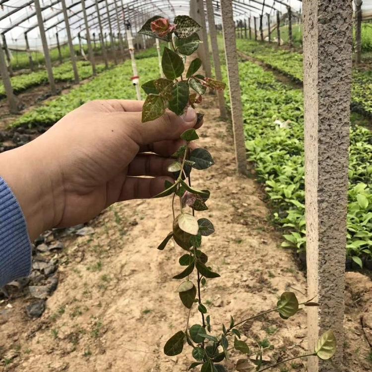 花叶络石 基地直销 黄金络石 花叶蔓长青 洒金珊瑚 绿化