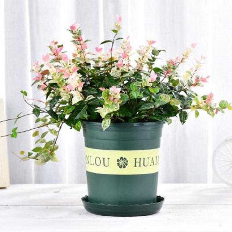 山东青州花卉苗木 时令草花 花叶络石 花叶络石价格 花叶络石厂家