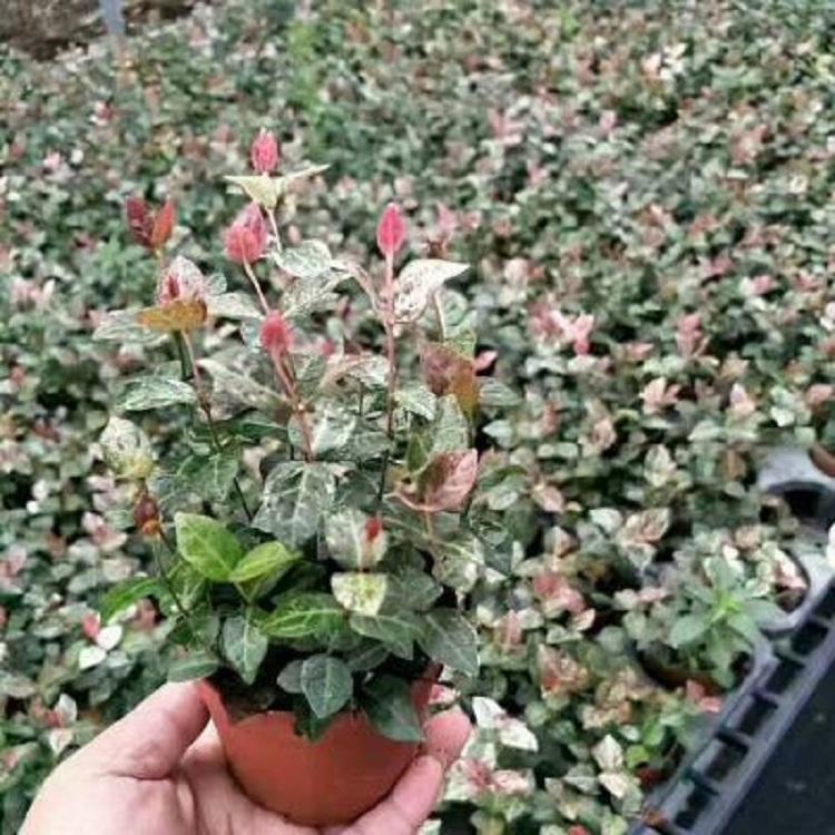 花叶络石室外彩叶络石盆栽阳台开花绿植庭院吊兰垂吊藤蔓植物耐寒