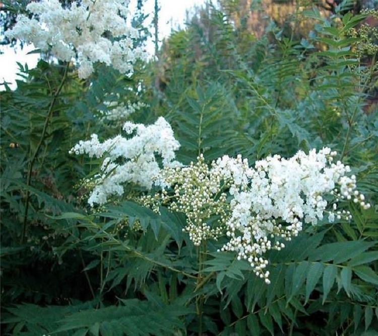 批发规格齐全丛生珍珠梅 山东顺和花卉基地现货直销珍珠梅