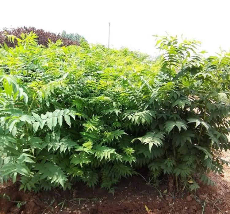 珍珠梅批发价格