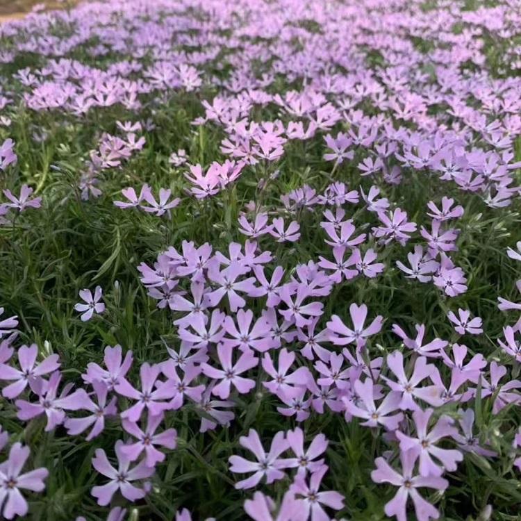 芝樱的种植密度 芝樱的颜色 芝樱批发价格
