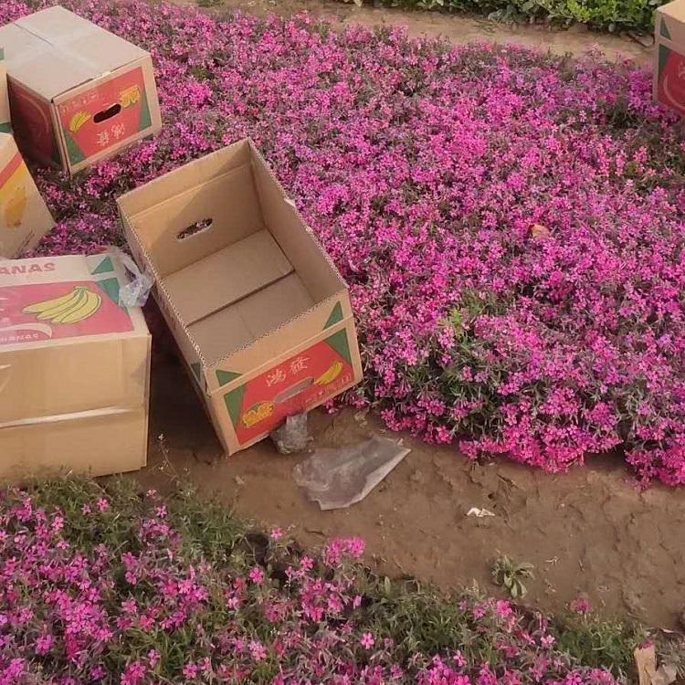 花色芝樱报价 钰艺基地芝樱直销 绿化用芝樱小苗