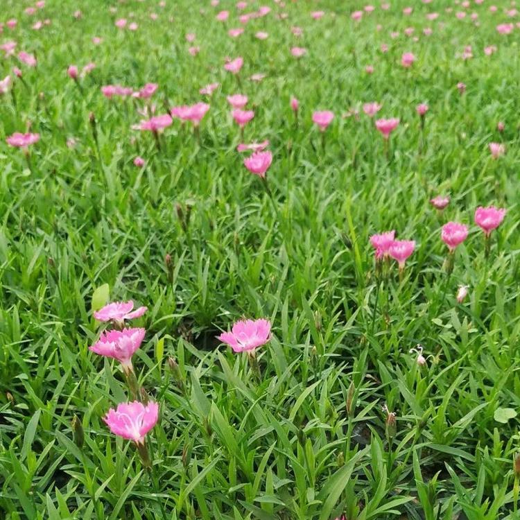 穴盘小苗基地