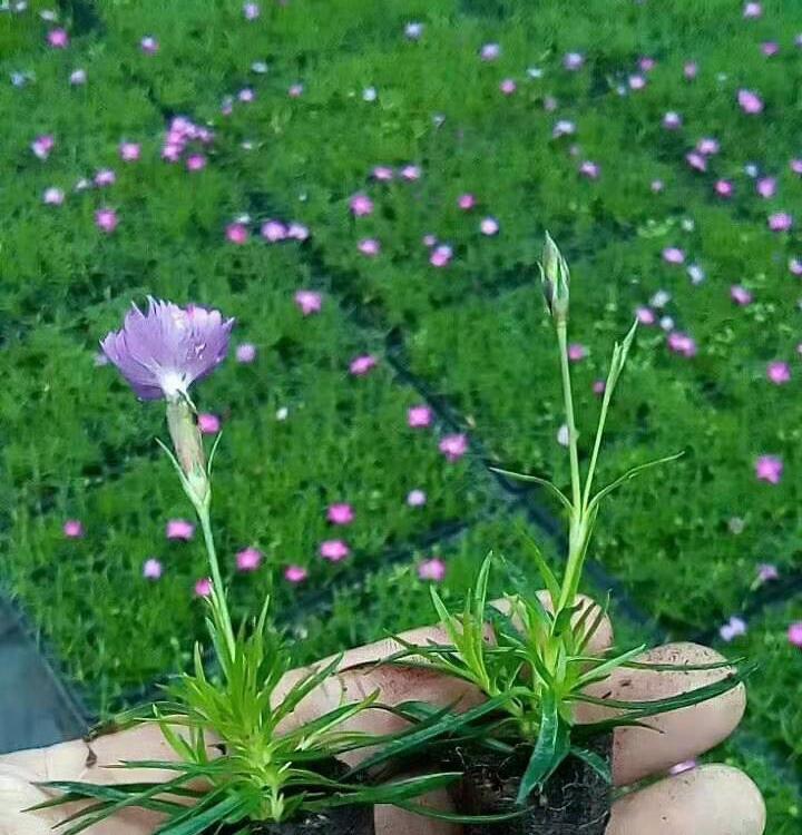 穴盘小苗基地批发 穴盘小苗批发销售